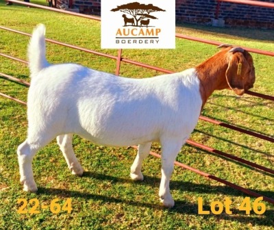 1X BOER GOAT STUD DOE AUCAMP BOERDERY