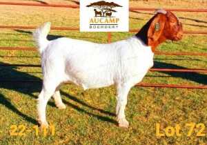 WITHDRAWN - 1X BOER GOAT DOE AUCAMP BOERDERY