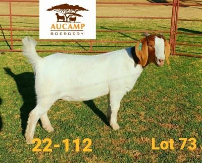 1X BOER GOAT STUD DOE AUCAMP BOERDERY