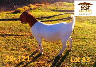 WITHDRAWN - 1X BOER GOAT DOE AUCAMP BOERDERY