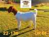 1X BOER GOAT PREGNANT FLOCK DOE AUCAMP BOERDERY