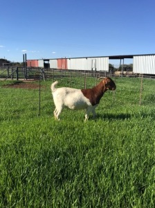 1X BOER GOAT FLOCK DOE MARKUS FOURIE BOER GOAT STUD