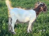 WITHDRAWN - 1X BOER GOAT BUCK CJ BOERBOKSTOET - 2