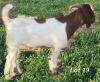 WITHDRAWN - 1X BOER GOAT BUCK CJ BOERBOKSTOET - 2