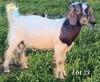 WITHDRAWN - 1X BOER GOAT BUCK CJ BOERBOKSTOET - 2