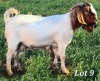 WITHDRAWN - 1X BOER GOAT BUCK CJ BOERBOKSTOET - 2