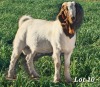 WITHDRAWN - 1X BOER GOAT BUCK CJ BOERBOKSTOET - 2