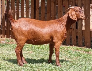 1X KALAHARI RED FLOCK DOE CW DREYER KALAHARI REDS