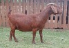 1X KALAHARI RED PREGNANT STUD DOE CW DREYER KALAHARI REDS