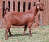 1X KALAHARI RED FLOCK DOE CW DREYER KALAHARI REDS