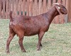 1X KALAHARI RED PREGNANT FLOCK DOE CW DREYER KALAHARI REDS