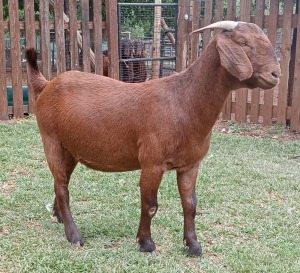 1X KALAHARI RED FLOCK DOE CW DREYER KALAHARI REDS