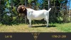 1X BOER GOAT FLOCK BUCK ERIK MEYER BOERBOKSTOET