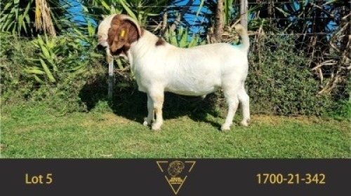 1X BOER GOAT STUD BUCK ERIK MEYER BOERBOKSTOET