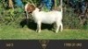 1X BOER GOAT STUD BUCK ERIK MEYER BOERBOKSTOET