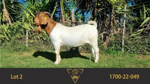 1X BOER GOAT FLOCK BUCK ERIK MEYER BOERBOKSTOET