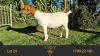 1X BOER GOAT PREGNANT FLOCK DOE ERIK MEYER BOERBOKSTOET