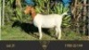 1X BOER GOAT FLOCK DOE ERIK MEYER BOERBOKSTOET