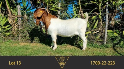 1X BOER GOAT FLOCK BUCK ERIK MEYER BOERBOKSTOET