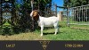 1X BOER GOAT FLOCK DOE ERIK MEYER BOERBOKSTOET