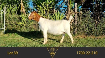 1X BOER GOAT PREGNANT FLOCK DOE ERIK MEYER BOERBOKSTOET