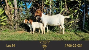 1X BOER GOAT FLOCK DOE ERIK MEYER BOERBOKSTOET