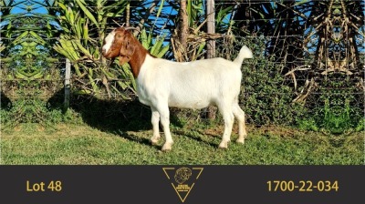 1X BOER GOAT FLOCK DOE ERIK MEYER BOERBOKSTOET