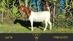 1X BOER GOAT PREGNANT STUD DOE ERIK MEYER BOERBOKSTOET