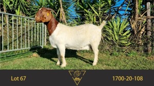 1X BOER GOAT STUD DOE ERIK MEYER BOERBOKSTOET