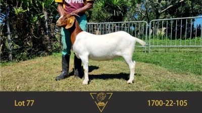 1X BOER GOAT STUD DOE ERIK MEYER BOERBOKSTOET