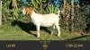 1X BOER GOAT STUD DOE ERIK MEYER BOERBOKSTOET