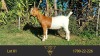 1X BOER GOAT FLOCK DOE ERIK MEYER BOERBOKSTOET