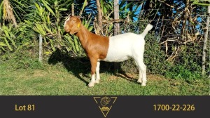 1X BOER GOAT FLOCK DOE ERIK MEYER BOERBOKSTOET