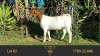 WITHDRAWN - 1X BOER GOAT DOE ERIK MEYER BOERBOKSTOET