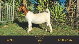 1X BOER GOAT STUD DOE ERIK MEYER BOERBOKSTOET