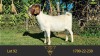 1X BOER GOAT PREGNANT FLOCK DOE ERIK MEYER BOERBOKSTOET