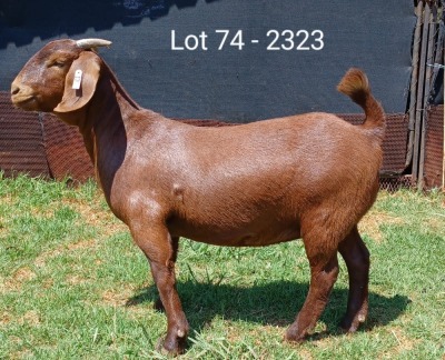 1X KALAHARI RED STUD DOE E & C BOERDERY