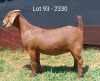 1X KALAHARI RED STUD DOE E & C BOERDERY - 2