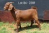 1X KALAHARI RED STUD DOE E & C BOERDERY
