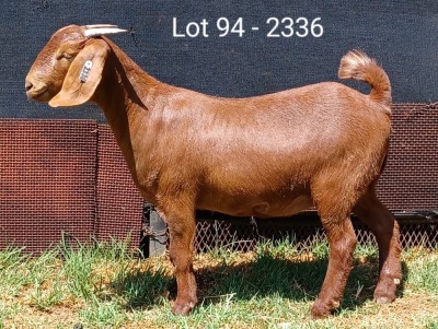 1X KALAHARI RED FLOCK DOE E & C BOERDERY