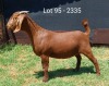 1X KALAHARI RED STUD DOE E & C BOERDERY