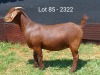 1X KALAHARI RED STUD DOE E & C BOERDERY