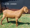 1X KALAHARI RED FLOCK DOE E & C BOERDERY