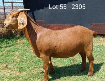 1X KALAHARI RED FLOCK DOE E & C BOERDERY