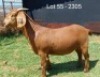 1X KALAHARI RED FLOCK DOE E & C BOERDERY