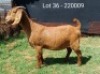 1X KALAHARI RED FLOCK DOE E & C BOERDERY