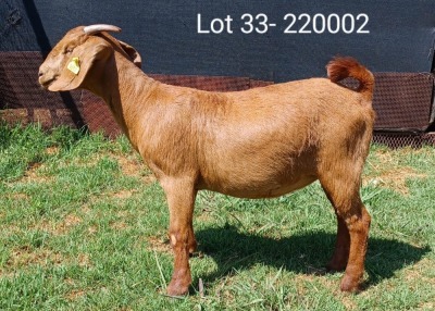 1X KALAHARI RED FLOCK DOE E & C BOERDERY