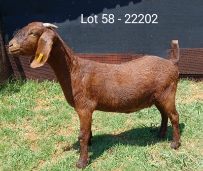 1X KALAHARI RED FLOCK DOE E & C BOERDERY