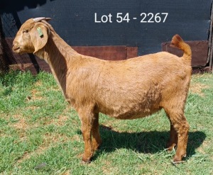 1X KALAHARI RED FLOCK DOE E & C BOERDERY