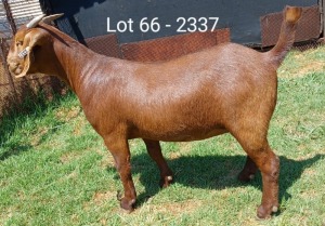 1X KALAHARI RED FLOCK DOE E & C BOERDERY